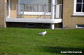 Scheveningen Netherland - Sea gull